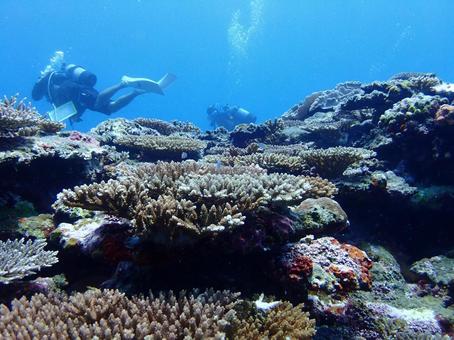 沖縄の海とダイバーの写真