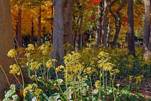 森に咲くツワブキの黄色い花 ツワブキ,草花,野草の写真素材