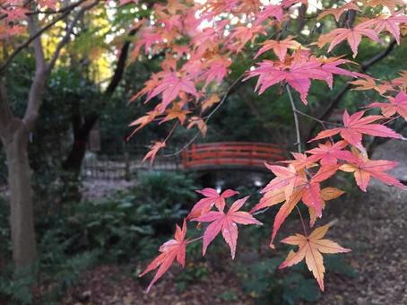 紅葉 もみじ,秋,木の写真素材