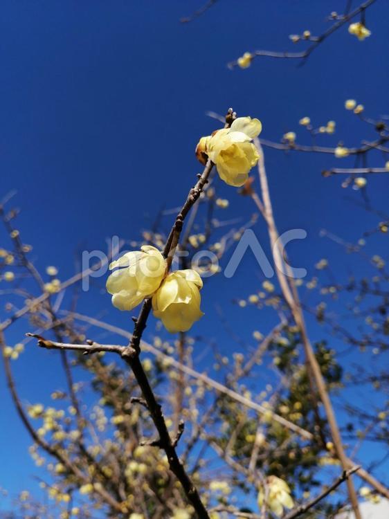 快晴の下、咲く黄梅　その１ 花,植物,黄梅の写真素材