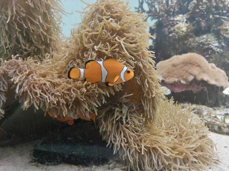 カクレクマノミ カクレクマノミの写真