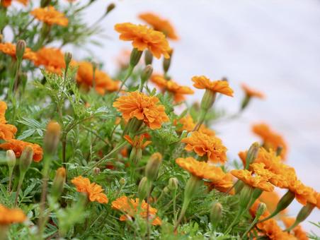 マリーゴールド マリーゴールド,草花,オレンジ色の写真素材