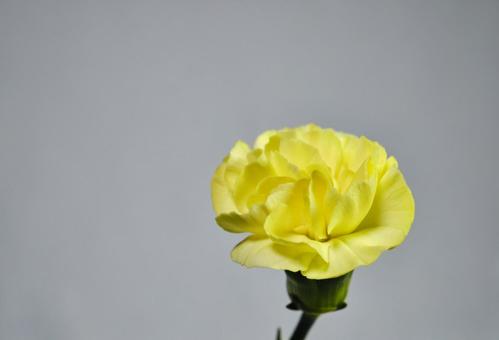 綺麗な黄色のカーネーション 綺麗な黄色のカーネーションの写真