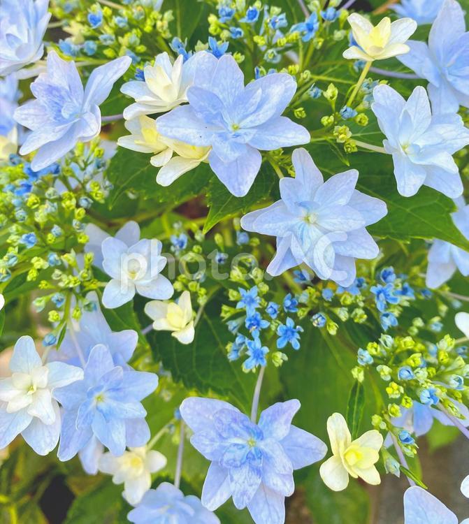 セイヨウアジサイ　水色 紫陽花,花,見頃の写真素材