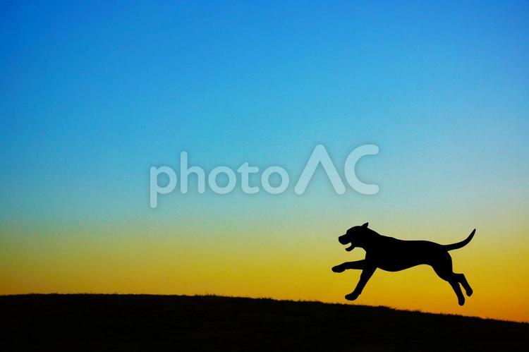 夕暮れの丘に立つ犬のシルエット 夕暮れ,丘,犬の写真素材