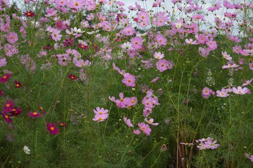 コスモス畑 風景,景色,自然の写真素材