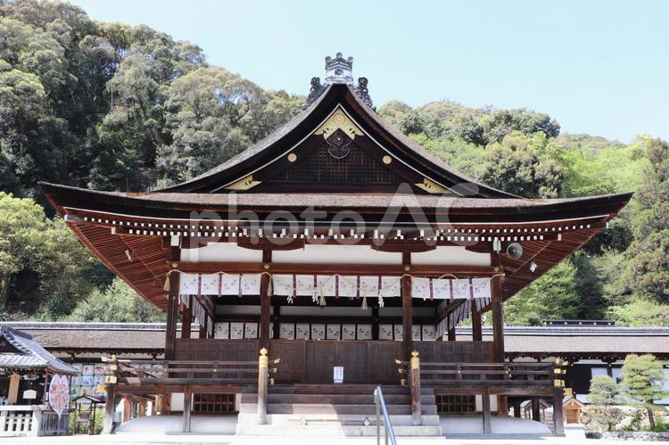 松尾大社　拝殿 松尾大社,拝殿,まつのおたいしゃの写真素材