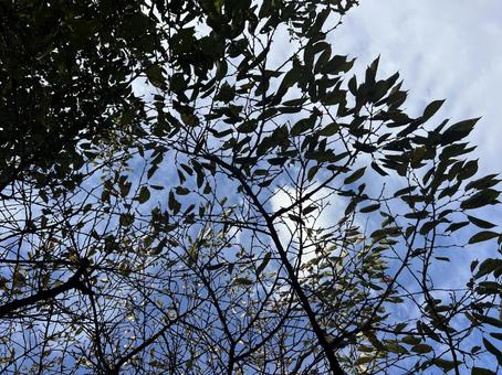 秋の空 秋,山,自然の写真素材