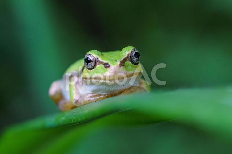 静かに獲物を待つアマガエル アマガエル,カエル,蛙の写真素材