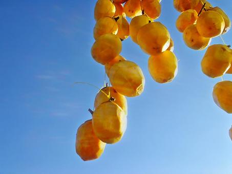 干し柿づくり 干し柿づくり 干し柿,秋,風物詩の写真素材