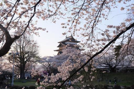 桜 桜の写真