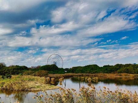 葛西臨海公園の大観覧車と秋の紅葉 観覧車,野鳥の森,沼の写真素材
