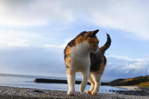 cat, JPG