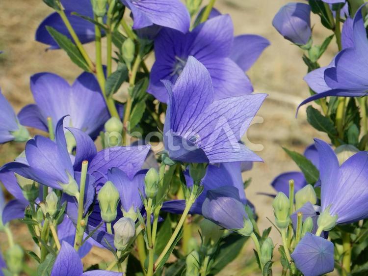 【花の写真】キキョウ（桔梗） キキョウ,桔梗,植物の写真素材