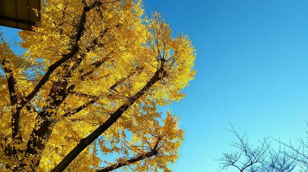 紅葉 紅葉の写真