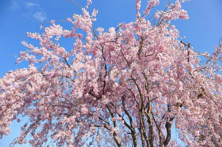 春、満開の桜の花と青空の風景 春,桜,花の写真素材