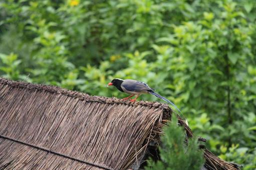 ネパールの鳥 虫を捕獲  ネパールの鳥 虫を捕獲  鳥,虫,ネパールの写真素材