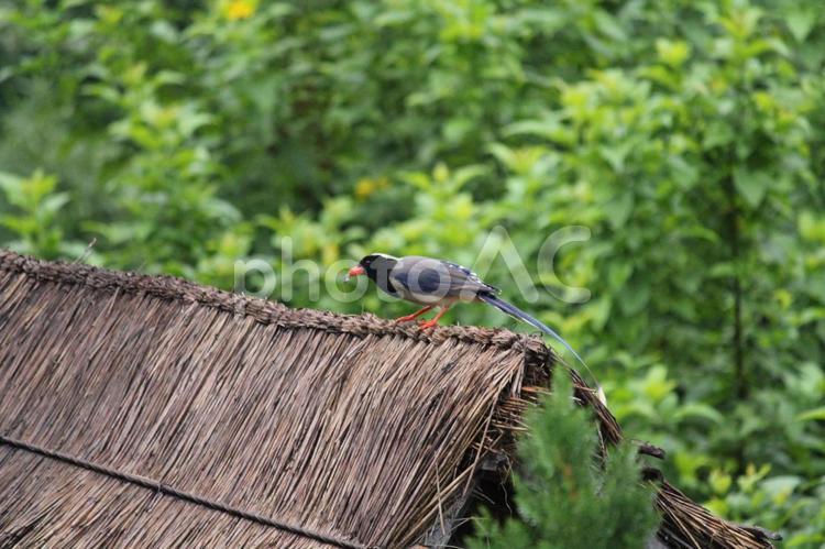 ネパールの鳥　虫を捕獲　 鳥,虫,ネパールの写真素材