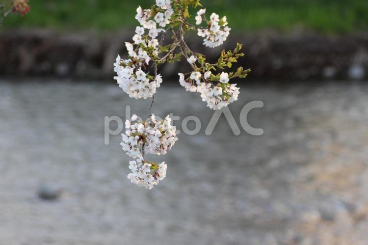 夕方の桜 桜,景色,春の写真素材