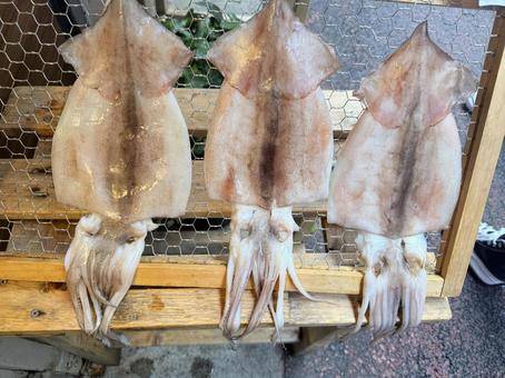 イカの干物 イカの干物の写真