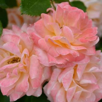 バラの花 バラの花の写真