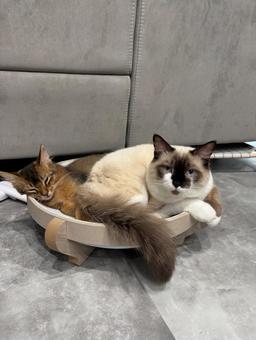 愛猫 愛猫の写真