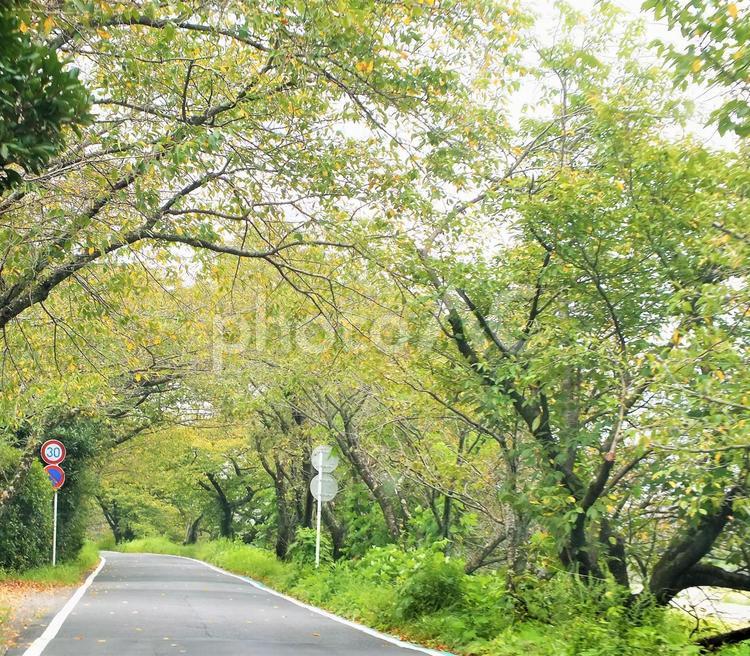 紅葉してきた桜並木のトンネル 並木道,桜並木,トンネルの写真素材