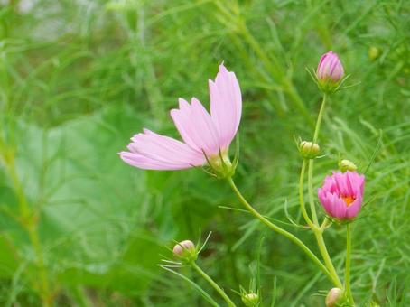 【花の写真】コスモス（秋桜） コスモス,秋桜,自然の写真素材
