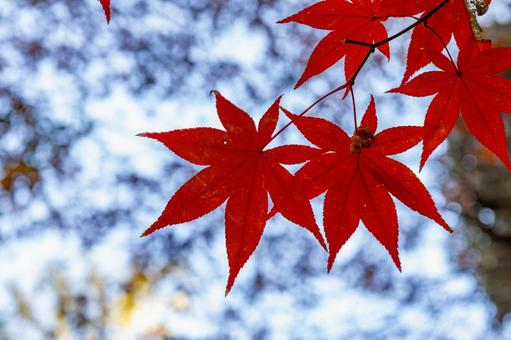 青空に映える真っ赤なもみじ 青空に映える真っ赤なもみじ 紅葉,もみじ谷,偕楽園の写真素材