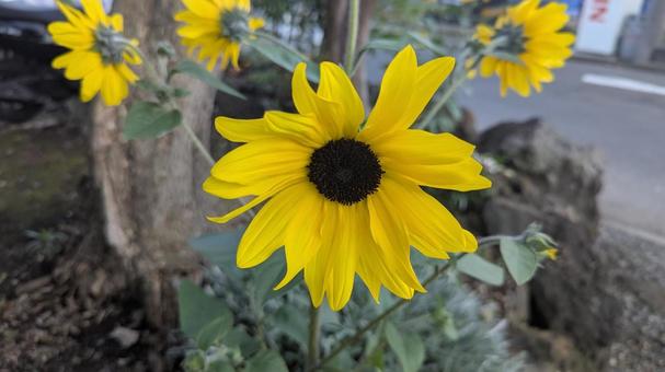 小さなひまわり 小さなひまわり 黄色い花,ひまわり,向日葵の写真素材
