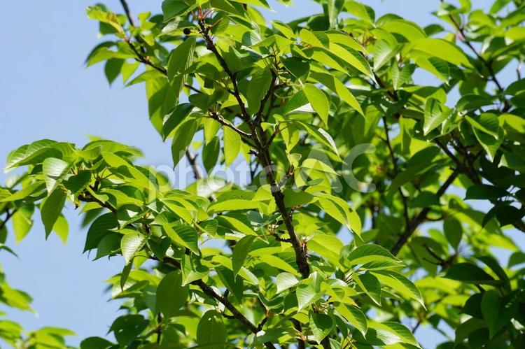 植物の緑 葉,新緑,枝の写真素材
