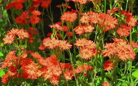 Photo, মগজ-ধোলাই, caryophyllaceae, ফুল, 