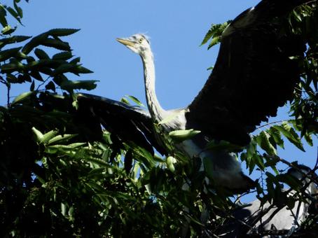 巣の中で羽ばたくアオサギの幼鳥 巣の中で羽ばたくアオサギの幼鳥の写真