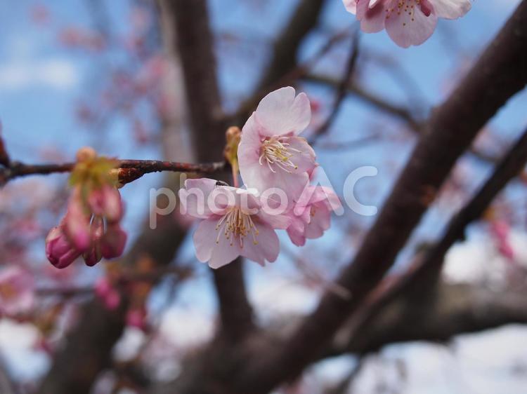 桜　春の訪れ 桜,春の訪れ,桜の花の写真素材