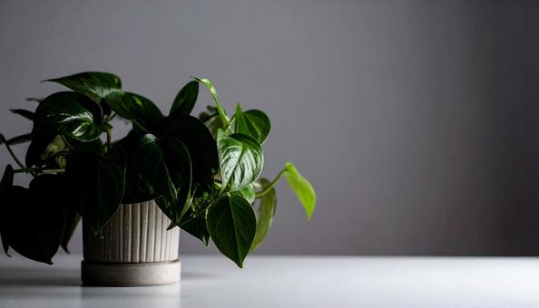 観葉植物のある背景素材・フレーム 観葉植物のある背景素材・フレームの写真