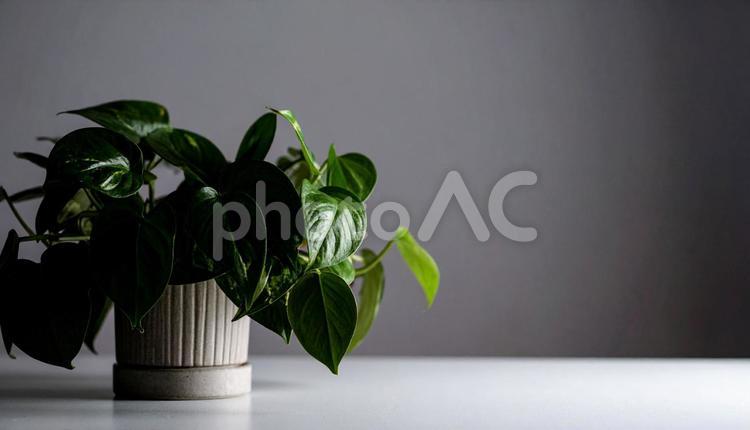 観葉植物のある背景素材・フレーム 観葉植物,背景素材,自然の写真素材