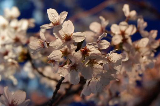夜桜 夜桜の写真