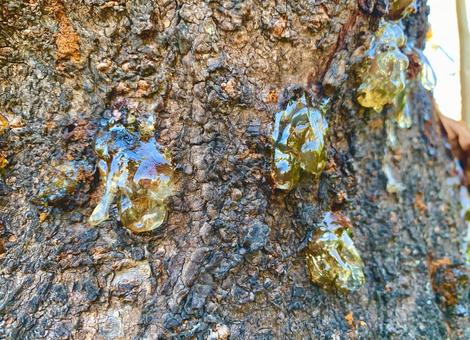 つやつやな樹液2 樹液,木の蜜,琥珀の写真素材