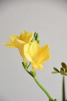 フリージア フリージア,黄色,イエローの写真素材