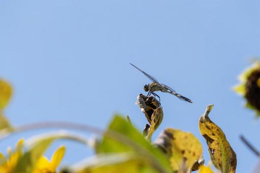 ひまわり畑の上で休むシオカラトンボ ひまわり畑の上で休むシオカラトンボの写真