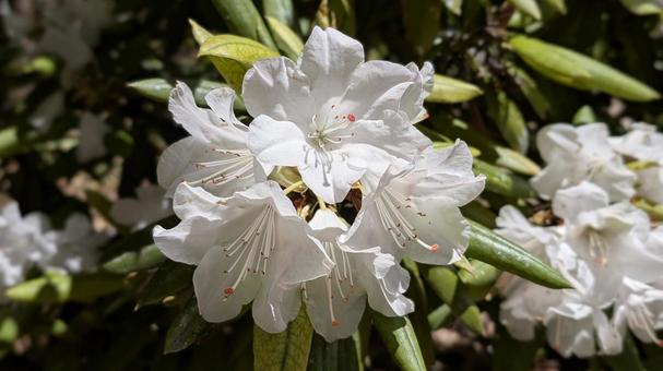 White rhododendron flowers, JPG