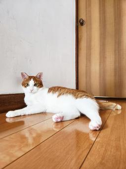 のんびりしている茶トラ猫 のんびりしている茶トラ猫 ねこ,猫,ネコの写真素材