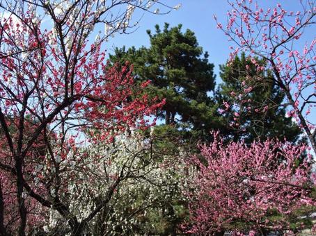 梅の花 梅の花の写真