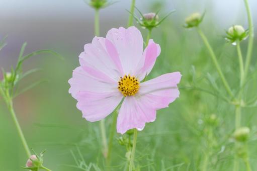 淡いピンクのコスモスが咲く秋の風景 淡いピンクのコスモスが咲く秋の風景 コスモス,花,秋の写真素材