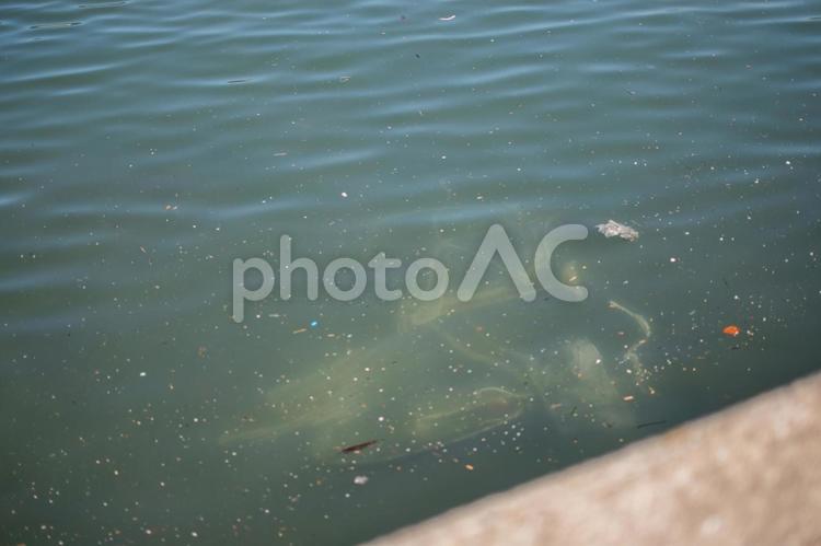 海に沈む不法投棄され自転車 不法投棄,ゴミ,エコの写真素材