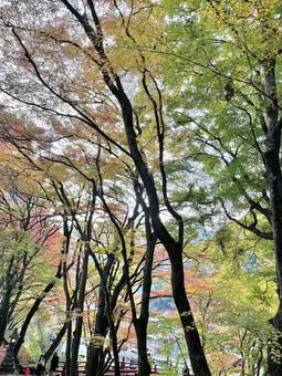 秋の始まり 秋の始まりの写真