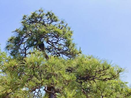 クロマツ クロマツ,黒松,松の写真素材