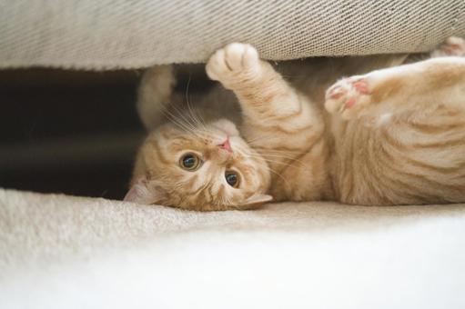 Mechanic cat, JPG