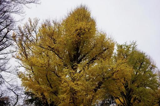 黄葉したイチョウの写真