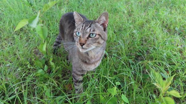 A fluffy cat dashing out on patrol, JPG